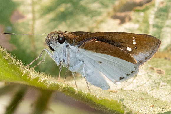 Iton semamora-2094 - Chiang Dao - 18/03/24