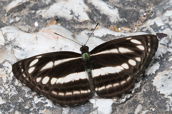 Neptis clinia-1228-  Doi Suthep - 13/11/23