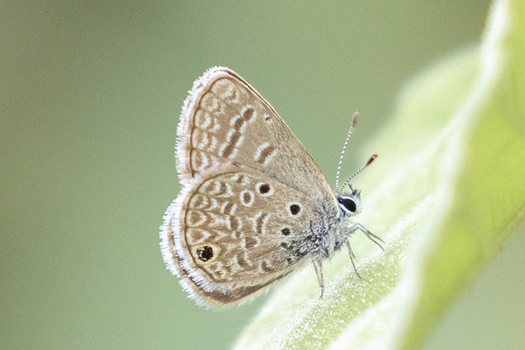 Hemiargus hanno-2919