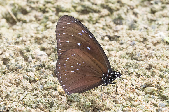 Euploea mulciber-1776 - Chiang dao - 17/03/24