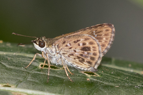 Halpemorpha albipectus-2377 - Chiang Dao - 20/03/25