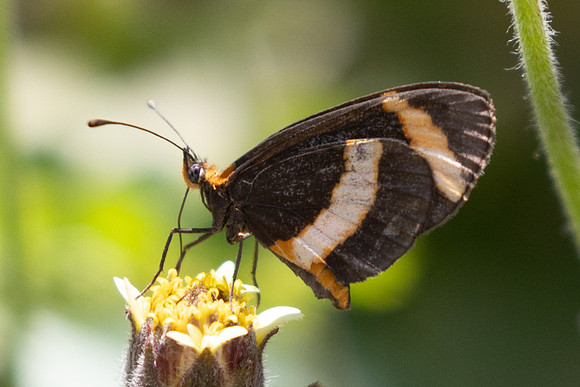 Microtia elva-1830