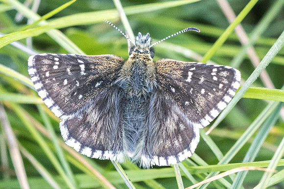 Pyrgus serratulae --8467 - Cuneo - 29/06/21
