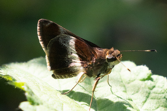 Remella remus-0857