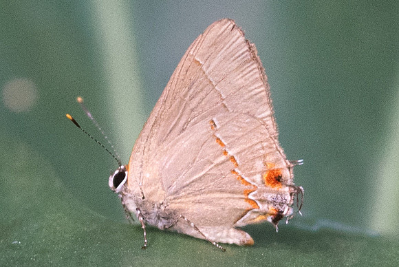 Ziegleria ceromia-6062