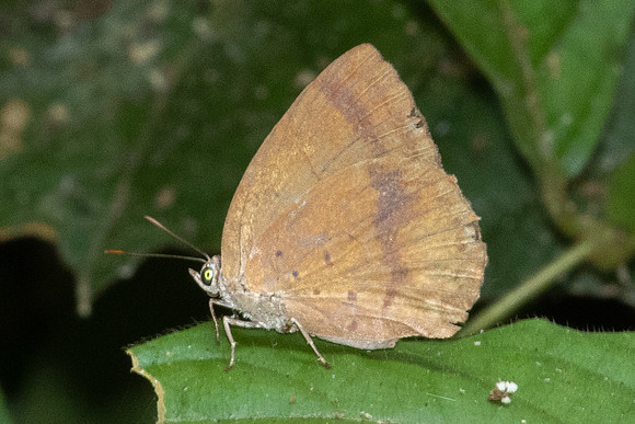 Arhopala fulla-1696 - Chiang Dao - 18/03/25