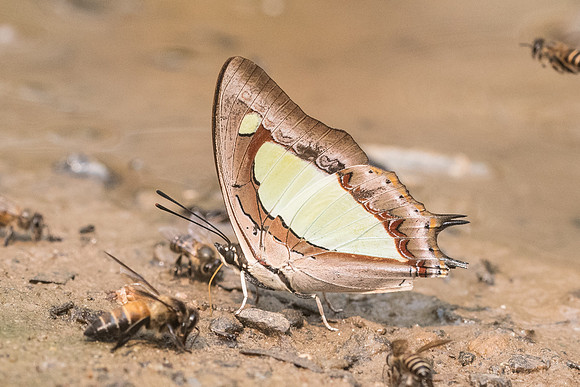 Polyura arja arja-8734- Chiang dao - 11/03/23