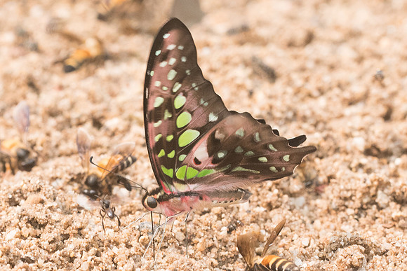 Graphium agamemnon agamemnon-2490 - Chiang Dao - 11/03/23