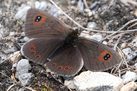 Erebia cassioides-0677 - 17/07/22