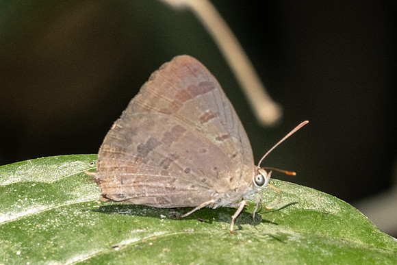 Arhopala-2756