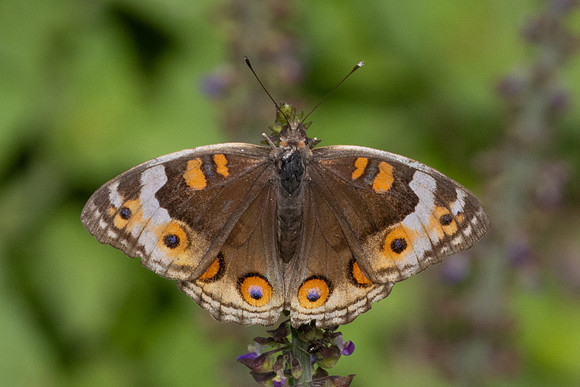 Junonia orithya-9589 - Gopeng - 13/03/25