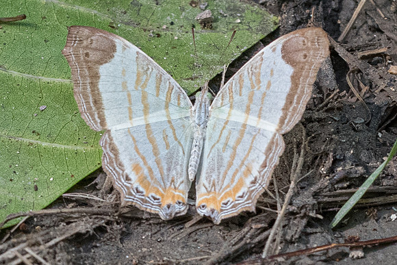 Cyrestis themire-4818 - Phanom Bencha Mountain Resort - 23/11/23