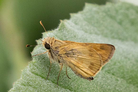 Polites vibex-2229