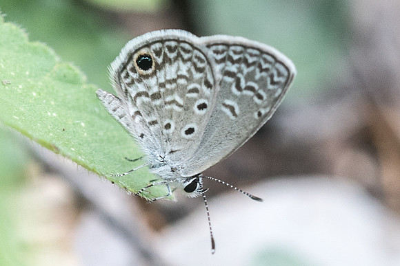Echinargus huntingtoni hannoides-2