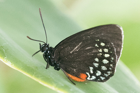 Eumaeus toxea-6262