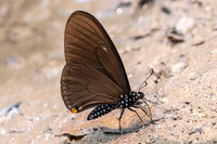 Chilasa slateri slateri-2060 - Chiang Dao  - 11/03/23