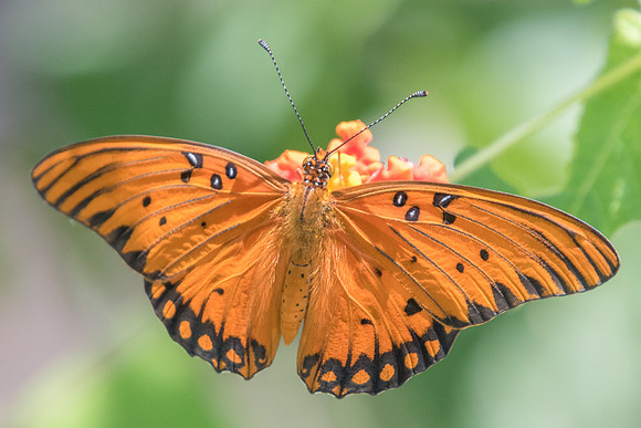Agraulis vanillae-3330