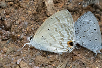 Catochrysops panormus-1598