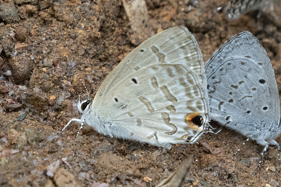 Catochrysops panormus-1598