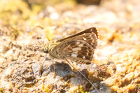 Halpe porus-1763 - Chiang Dao - 18/03/25