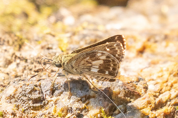 Halpe porus-1763 - Chiang Dao - 18/03/25
