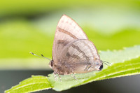 Rapala rhoecus-2780- Chiang Dao - 20/03/25