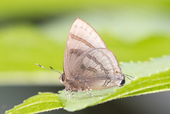 Rapala rhoecus-2780- Chiang Dao - 20/03/25
