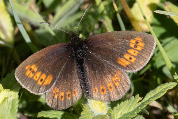 Erebia epiphron-1456
