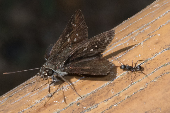 Pelopidas mathias-8363 - Chiang Dao - 14/11/23