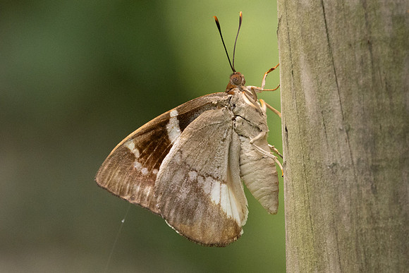 castniomera atymnius -8334