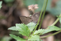 Hermeuptychia sosybius-6275