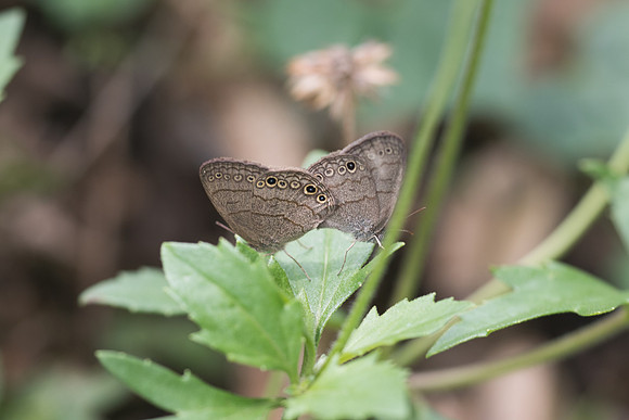 Hermeuptychia sosybius-6275
