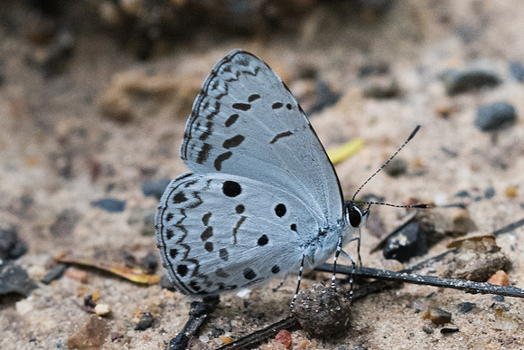 Acytolepis puspa lambi-4951 - Phanom Bencha Mountain - 23/11/23