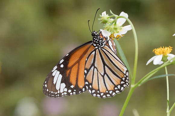 Danaus genutia-5799  Phanom Bencha Mountain Resort - 24/11/23