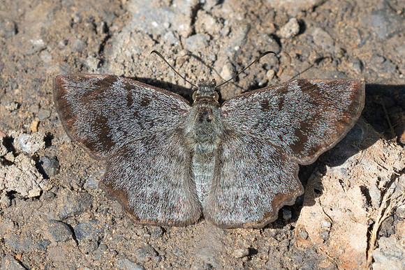 Antigonus erosus-4502 - Barichara - 10/06/24
