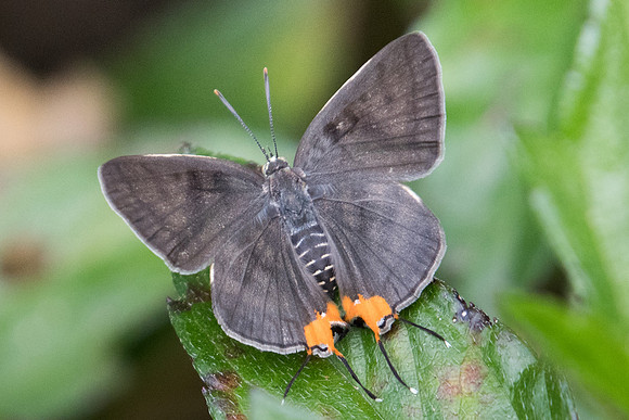 Spindasis syama terana-2366 - Koh Samui - 19/03/23