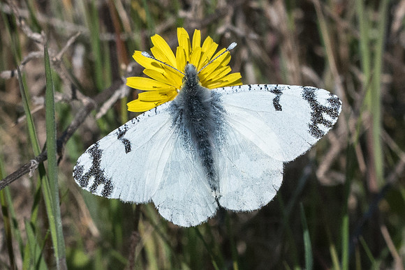 Euchloe ausonia-6144