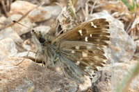 Carcharodus alceae-8896