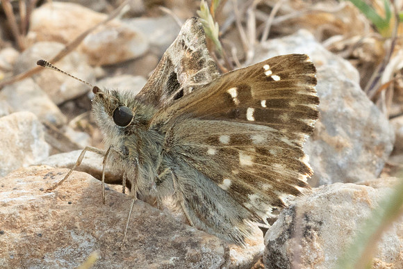 Carcharodus alceae-8896
