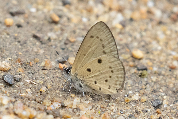 Una usta-0390
