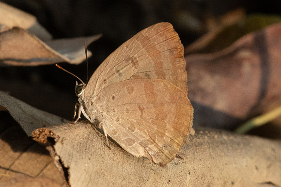 Arhopala -1059