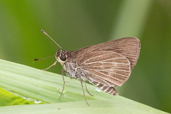 Cymaenes tripunctus-5210