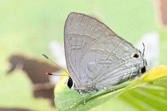 Rapala varuna- 6332 - Doi-Suthep - 27/03/24