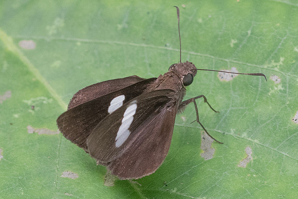 Notocrypta paralysos-4716 - Phanom Bencha Mountain Resort - 23/11/23