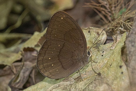 Faunis canens arcesilas-4850 - Doi Inthanon - 23/03/24