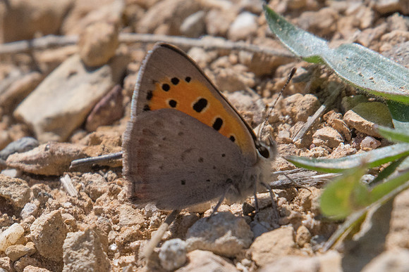 Lycaena phlaeas-1012