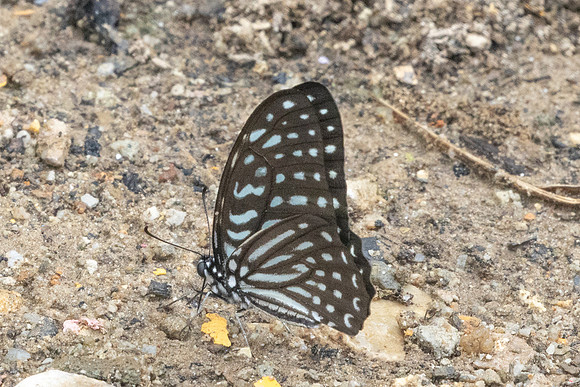 Graphium megarus-9462