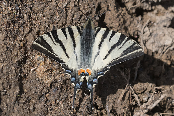 Iphiclides podalirius-0834