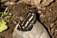 Phaedyma columella-2741 - Chiang Dao - 20/03/25