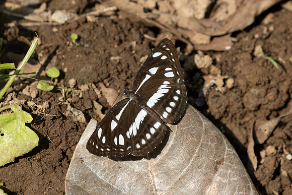 Phaedyma columella-2741 - Chiang Dao - 20/03/25
